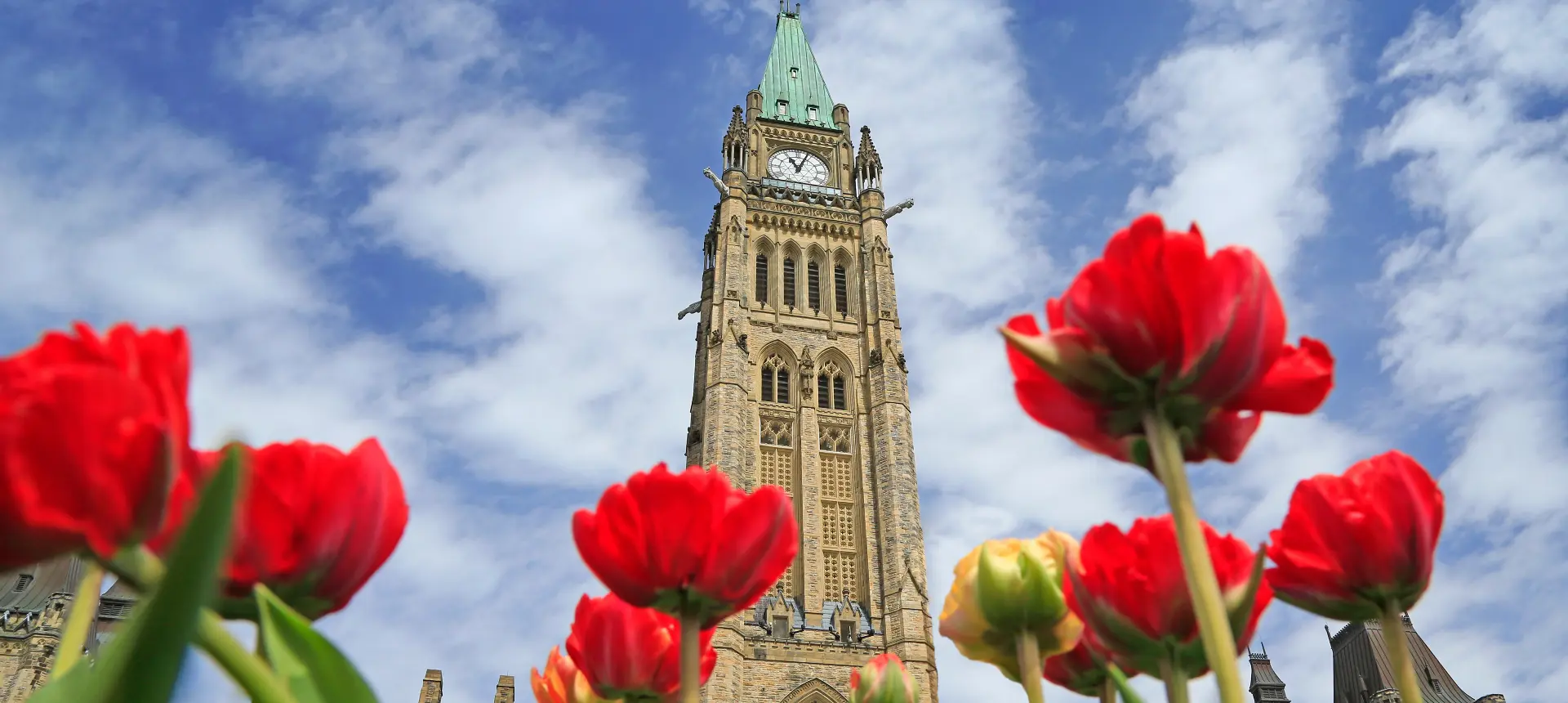 Parliament hill with poppies